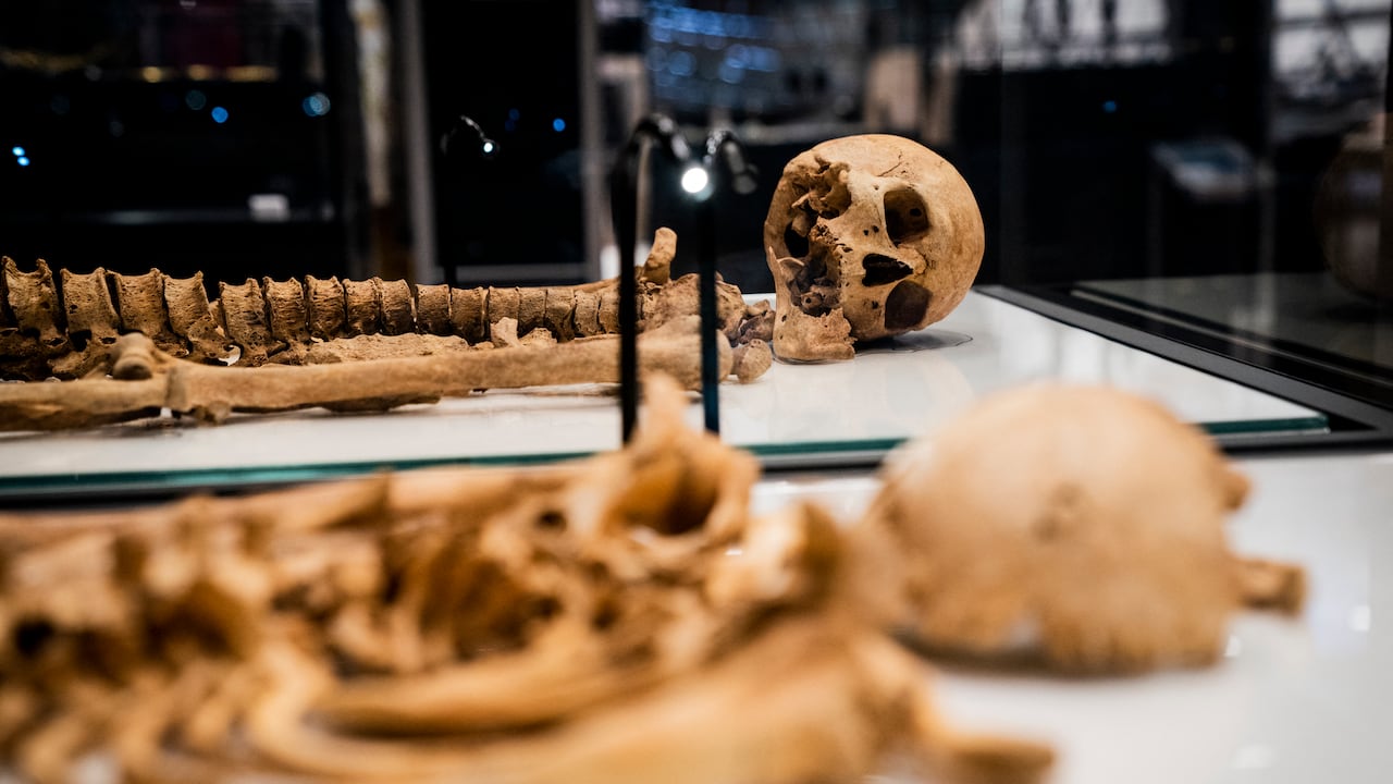 Two skeletons lie in a showcase at The National Museum of Denmark Wednesday, June 9, 2021 in Copenhagen. - The skeleton of a Viking-era man in his 50s from central Denmark will be reunited in the exhibition 'Join the vikings - the raid' later this month with a relative who was killed in England more than 1, 000 years ago in a massacre when an English king ordered the slaying of dozens of Danish settlers. A museum said Wednesday that archaeologists and scientists on both sides of the North Sea have established the relation between the men thanks to DNA technology and they were likely either half-brothers or nephew and uncle. One was a farmer in Denmark, the other likely a raider. (Photo by Ida Marie Odgaard / Ritzau Scanpix / AFP) / Denmark OUT