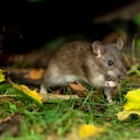 Aparte de la cocina, los jardines son de los lugares preferidos donde los ratones crean nidos.