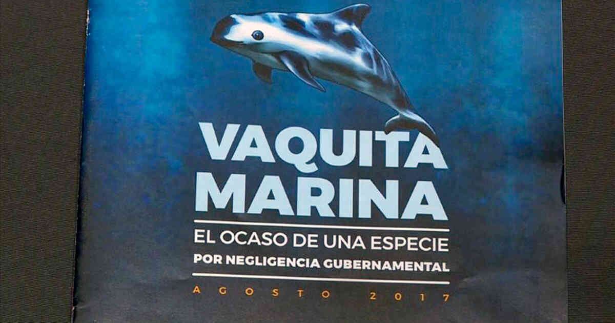 México “cómplice” en la extinción de vaquita marina