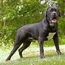 El Cane Corso, una raza italiana de perros grandes, combina fortaleza y vigilancia en un compañero leal y protector