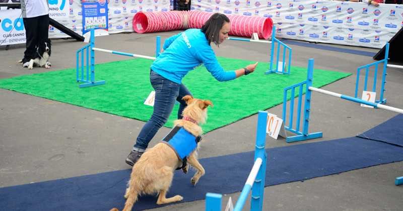 Expopet