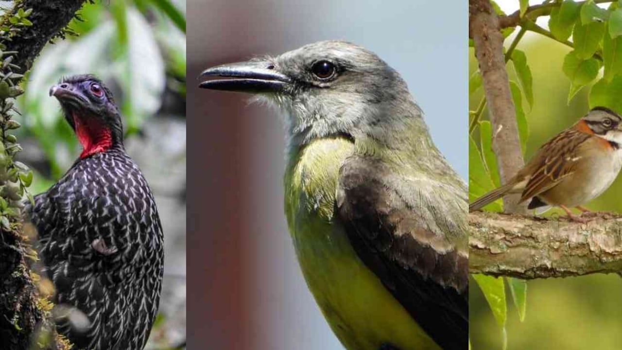 Colombia es el país con mayor cantidad de especies de aves en el mundo. Fotos: PNN, Fundación Humedales Bogotá y SDA.