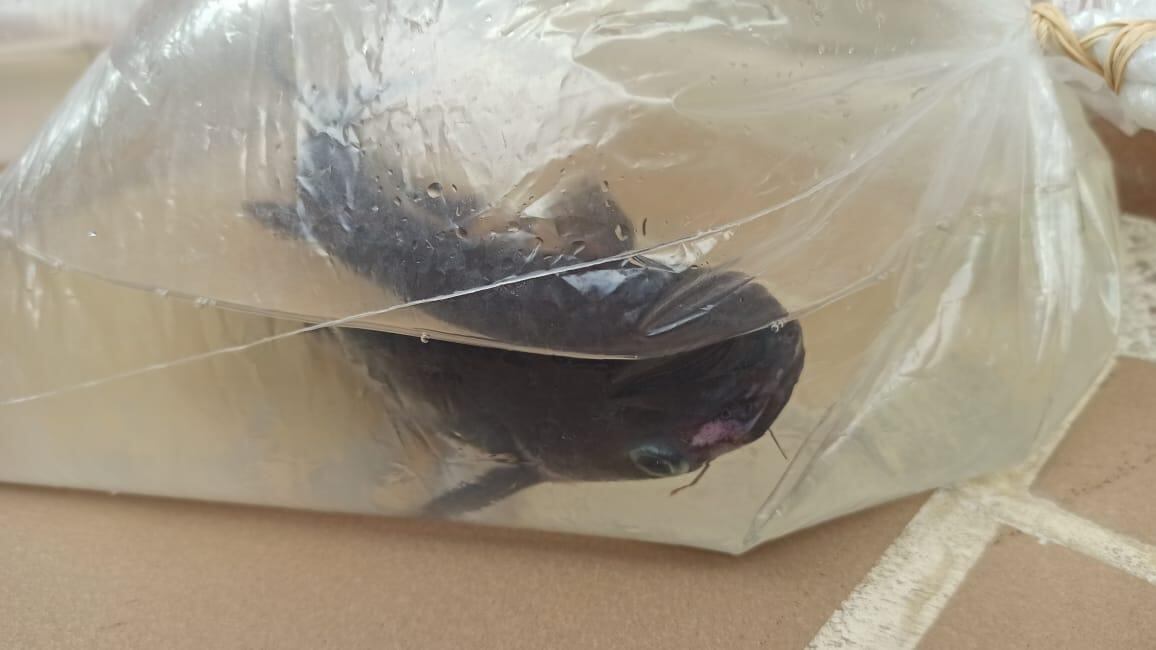 Tiburoncito decomisado en Buga