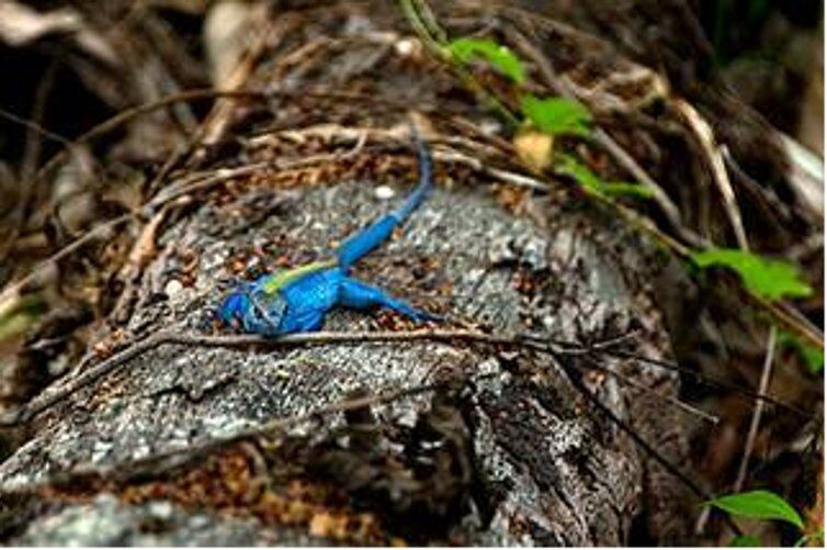 Hoy poseemos 81 especies de peces amenazadas y aparecen más causas de pérdida de diversidad”, Andrade