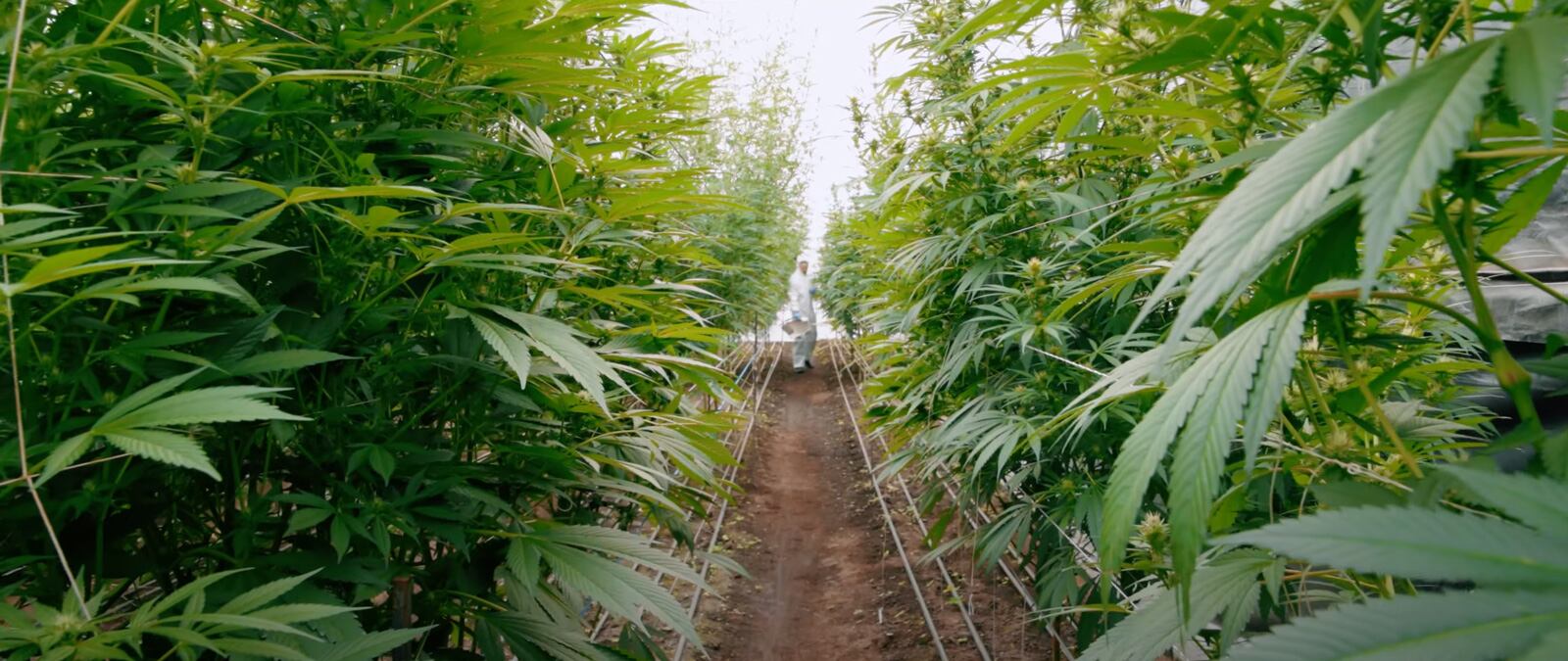 Así está Colombia en la industria cannábica medicinal