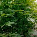 Así está Colombia en la industria cannábica medicinal