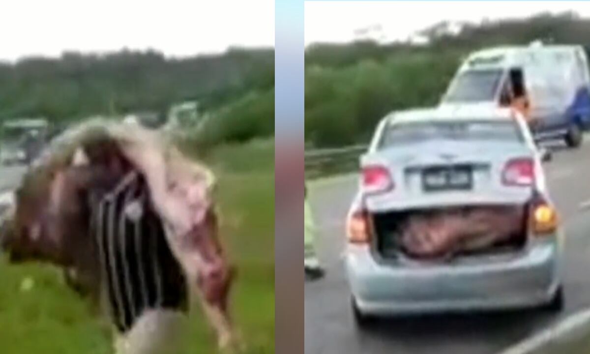 Videos aficionados muestran la magnitud de las porciones de carne recogidas por los transeúntes.  En algunos casos no lograban ni cerrar el baúl de los carros.