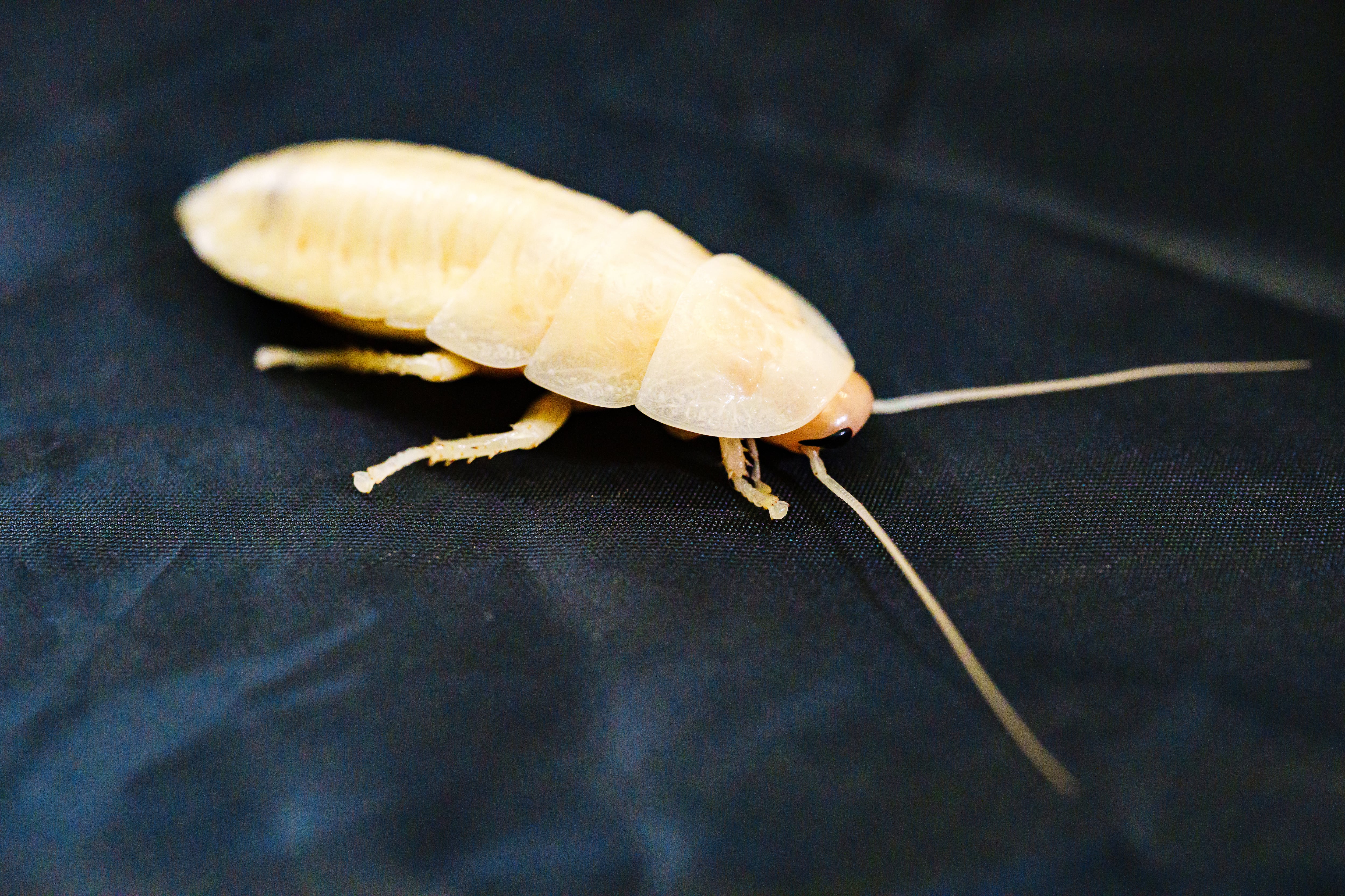 Las cucarachas blancas son las mismas de color café.