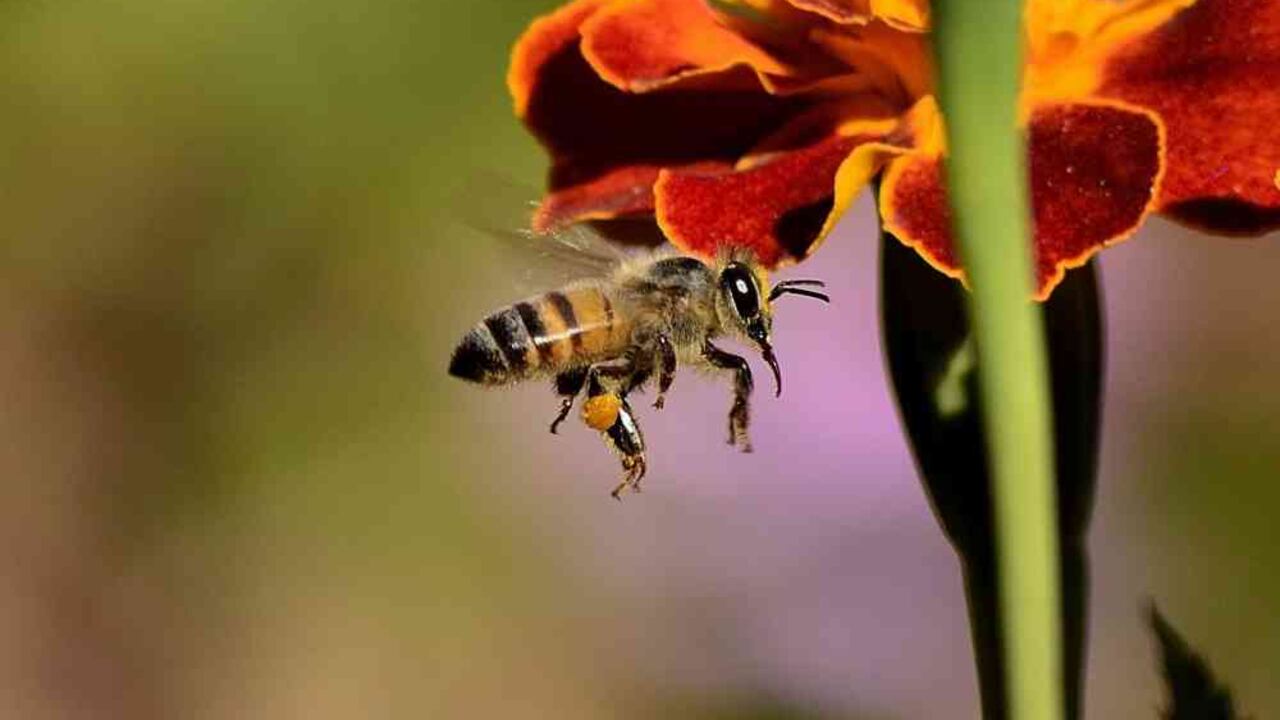 Ante el aumento del número de cultivos de coca se incrementó el uso de pesticidas para atacar las plagas, situación que viene afectando a las poblaciones de abejas de Bolivia. Foto: Pixabay.
