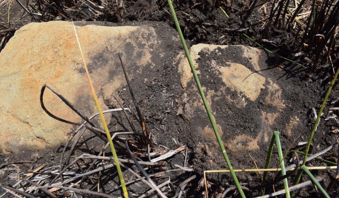 En cuanto se hizo el hallazgo, se informó a la Unidad de Patrimonio y Conservación de Ma’u Henua, la cual inspeccionó el terreno y realizó un informe arqueológico.