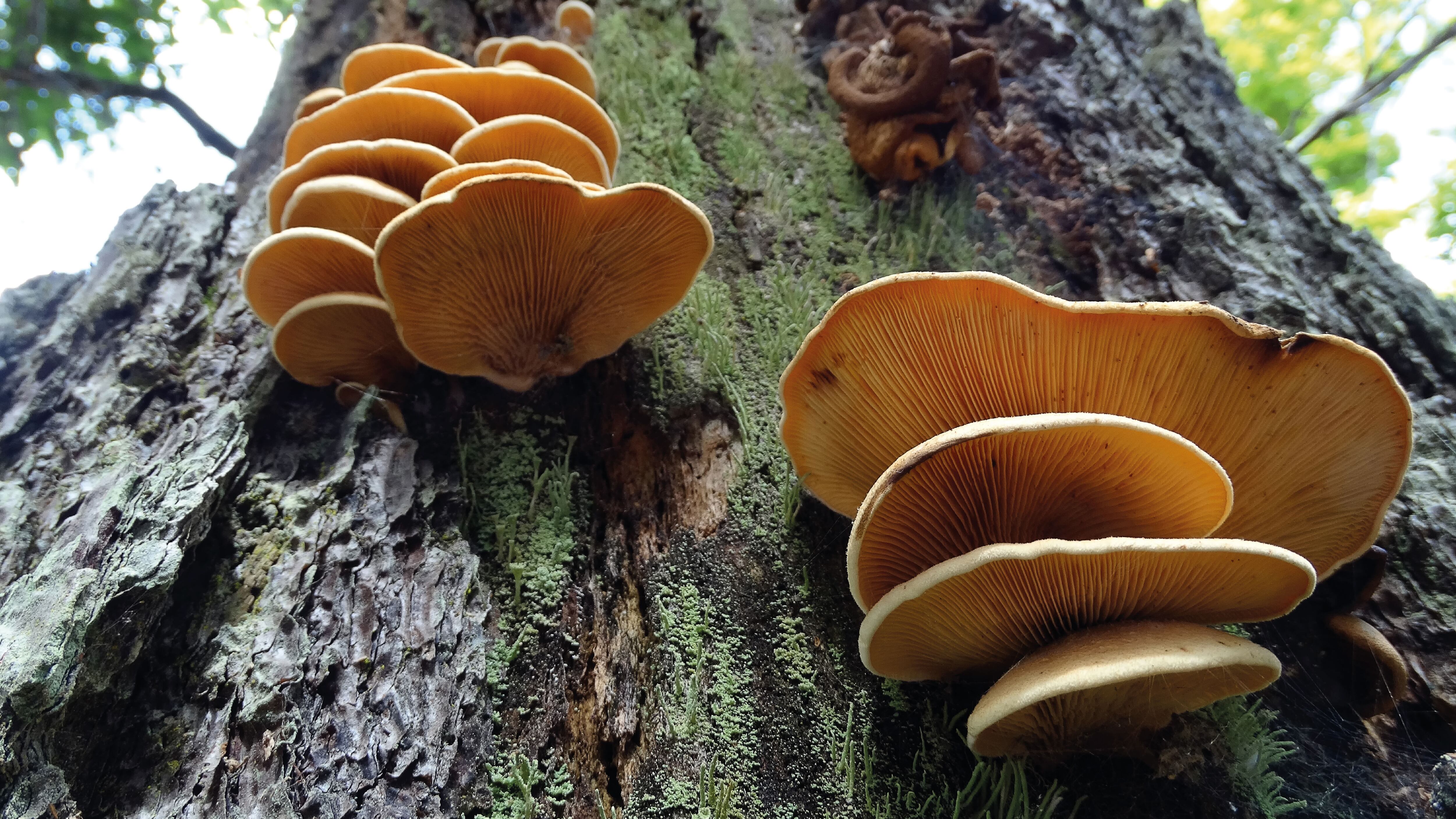 Smurfit  Westrock Colombia trabaja incansablemente en la protección de la biodiversidad del país.