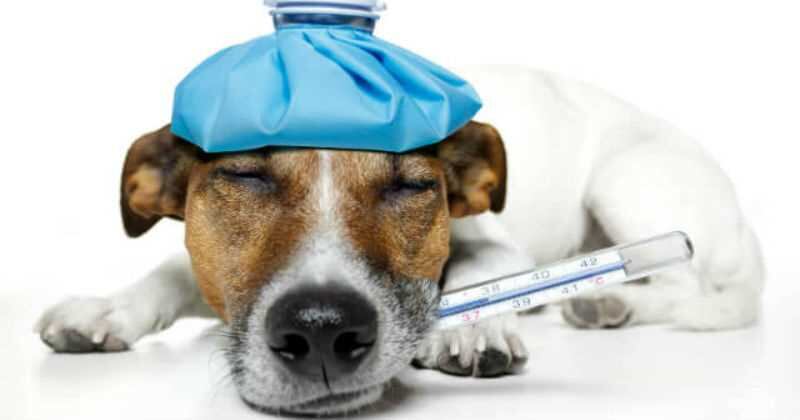 Estas son las causas más comunes de la fiebre en los perros.