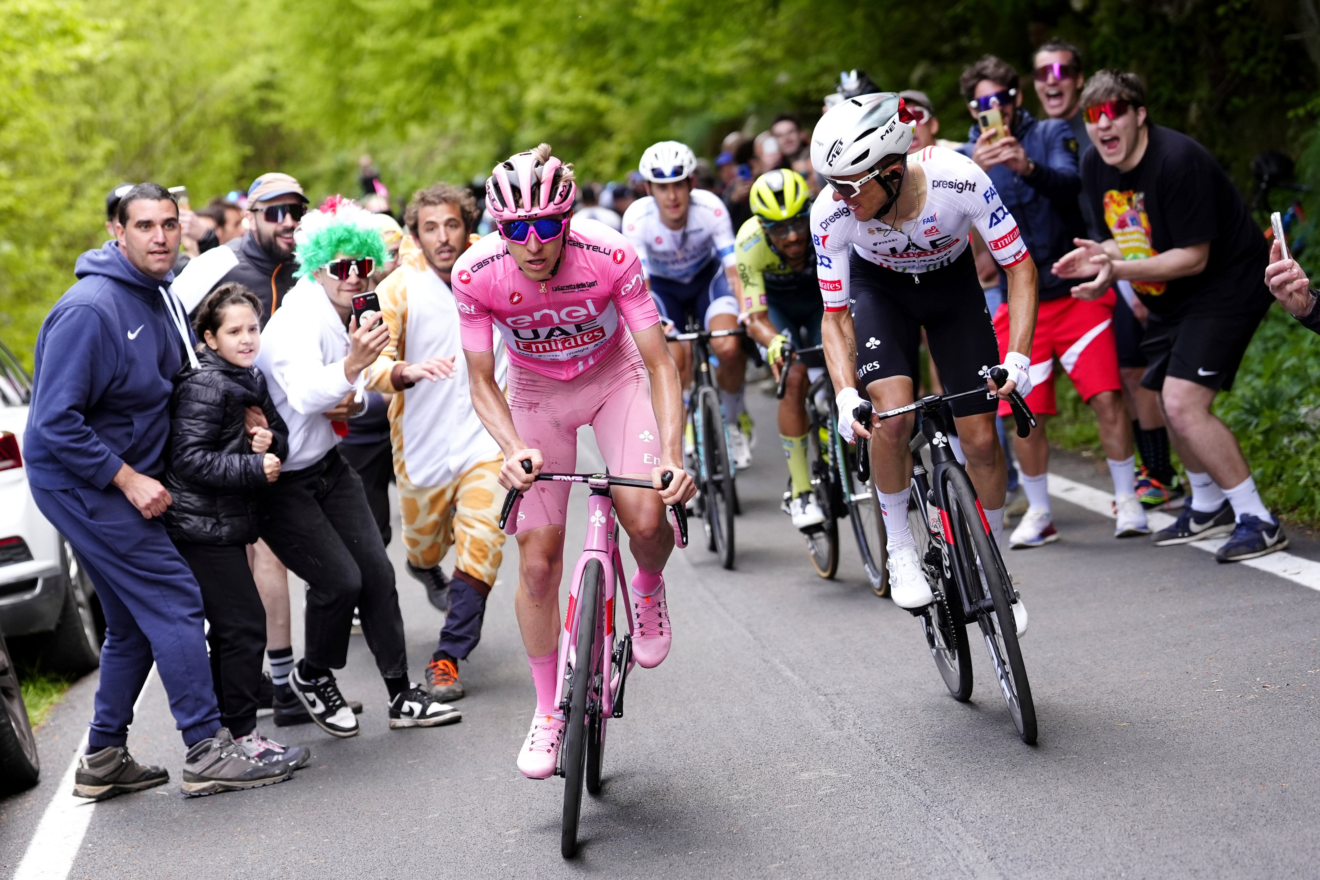 El esloveno Tadej Pogacar, vestido con la camiseta rosa del líder general de la carrera, pedalea durante la vigésima etapa de la carrera ciclista Giro d'Italia desde Alpago hasta Bassano del Grappa, Italia, el sábado 25 de mayo de 2024. (Fabio Ferrari/LaPresse vía AP )