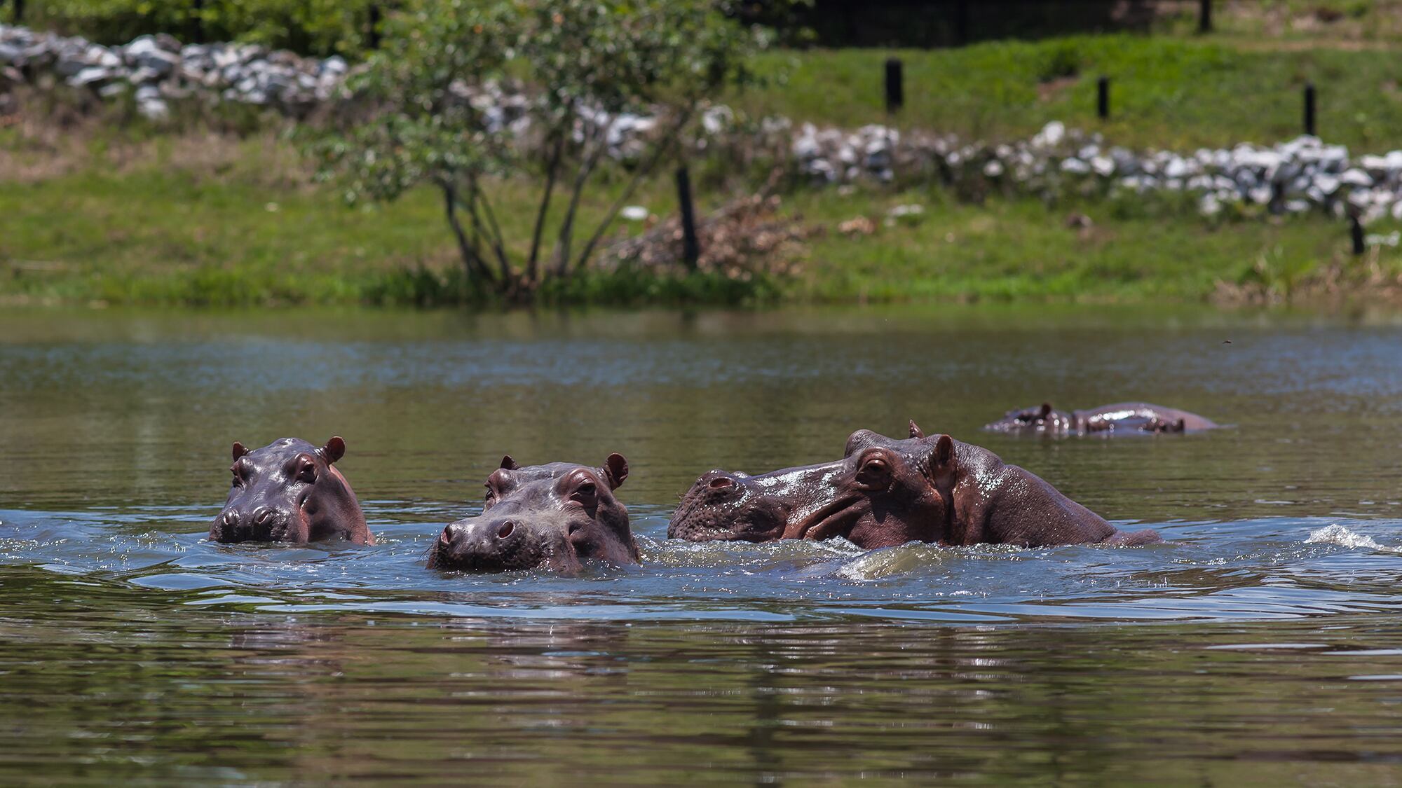 hipopótamos Pablo escobar