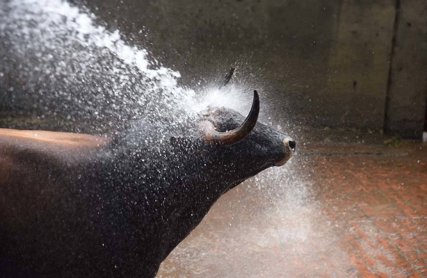 Ganadería Juan Bernardo Caicedo. Cali, 31 de diciembre de 2017