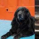 Fito y Daky, los dos perros jubilados que están buscando hogar.
