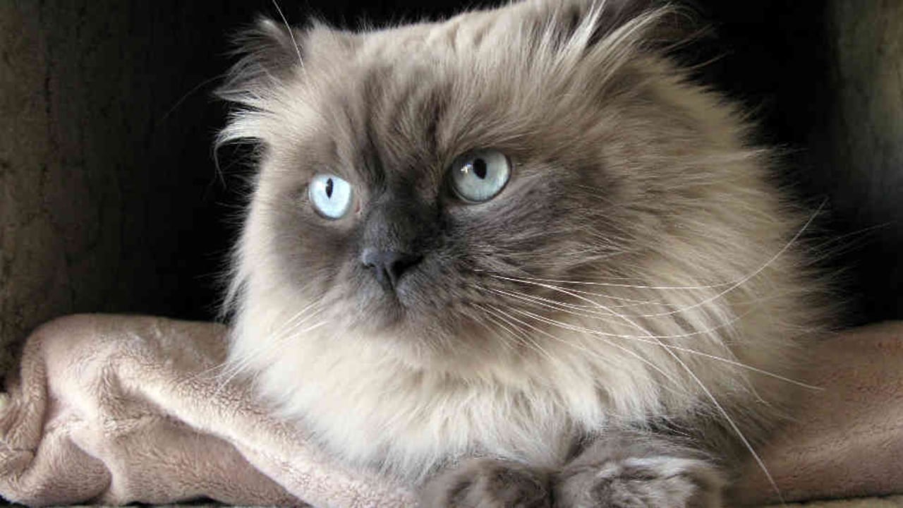 Amor, tranquilidad e inteligencia son las palabras que mejor definen a esta raza.