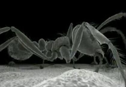 Bacterias y ácaros en 3D