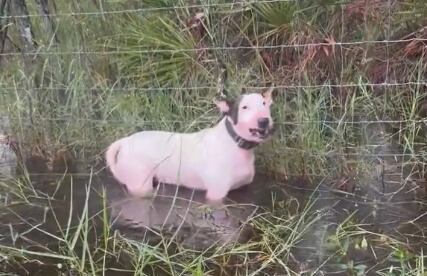 Este fue el perro rescatado.