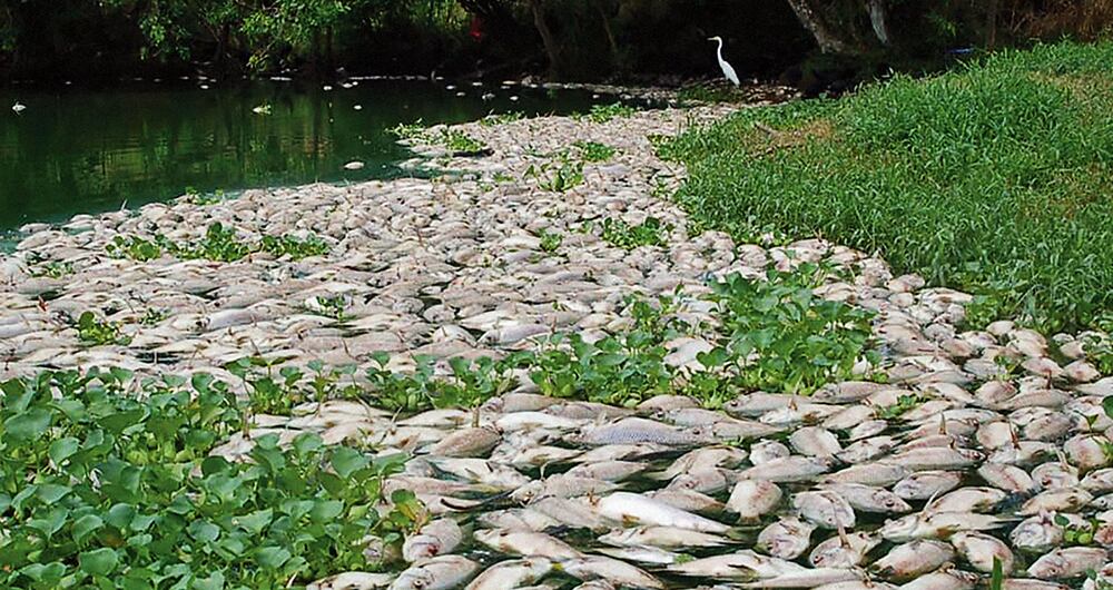   En el Caño Moncholo hubo una mortandad de miles de peces por la contaminación de las aguas.