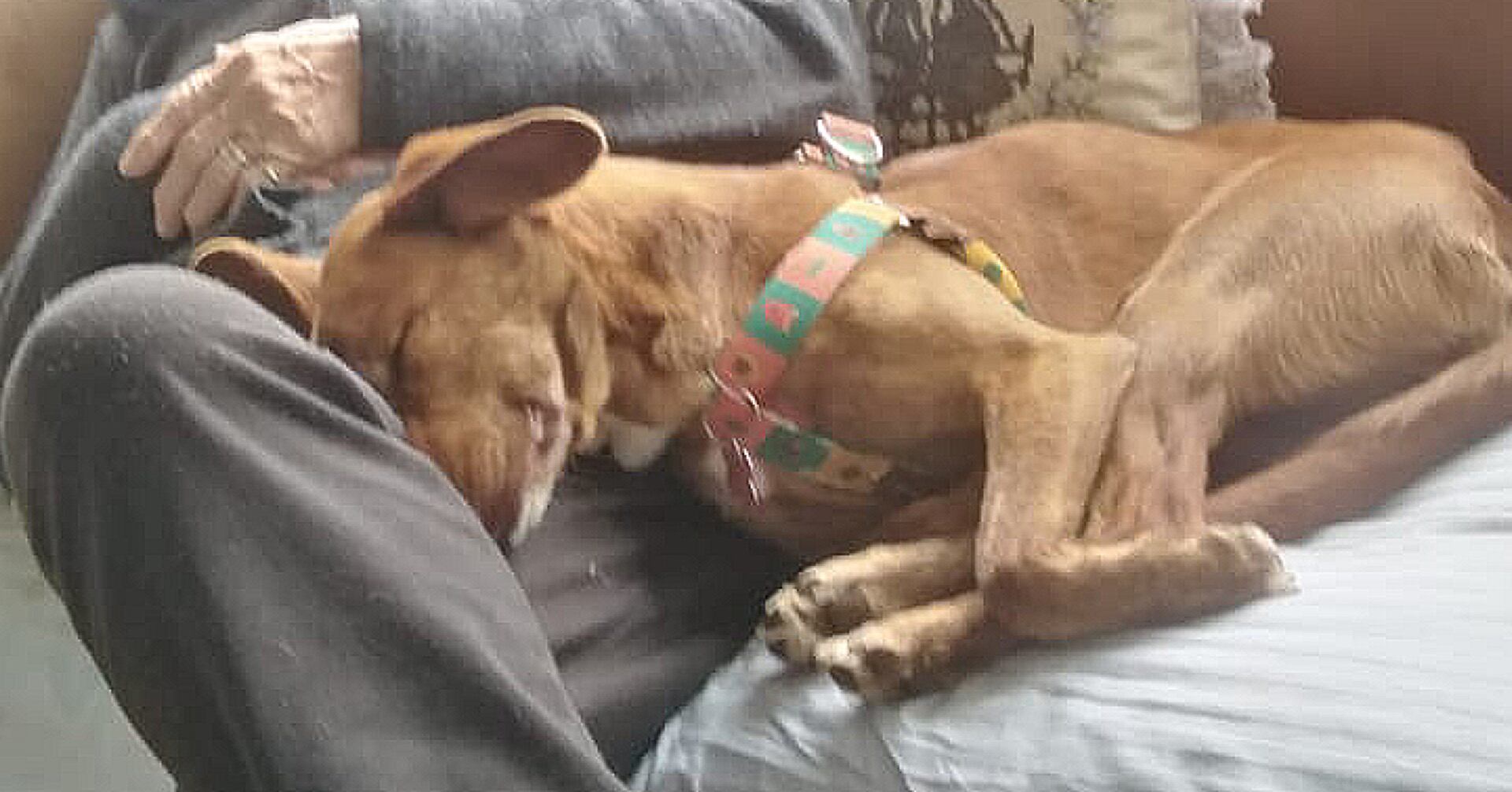 Un hombre dejó escapar a Mara y no da detalles sobre su paradero, ¿la ha visto?