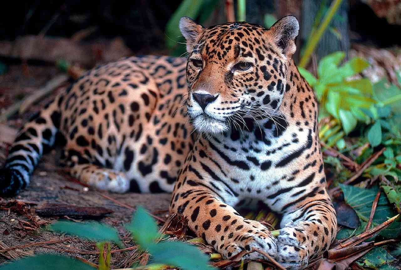 El jaguar o panthera onca es el felino más grande de América y el tercero en tamaño del mundo. Se caracteriza por su color de piel amarilla con puntos negros. En Colombia vive en áreas protegidas como la Serranía de Chibiriquete, así como en los parques Tayrona, La Paya, El Tuparro y  Cahuinarí. Foto: Pixabay