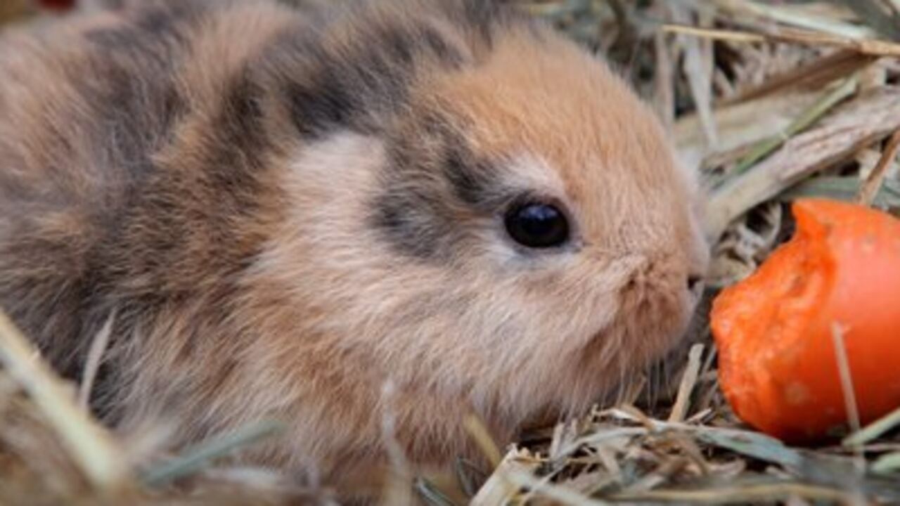 Til debía ser presentado a la prensa este jueves en un pequeño zoológico en Sajonia.