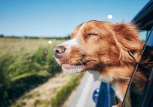 Guía definitiva de accesorios para que su mascota viaje