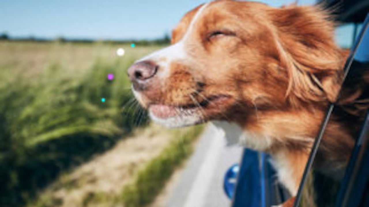 Guía definitiva de accesorios para que su mascota viaje