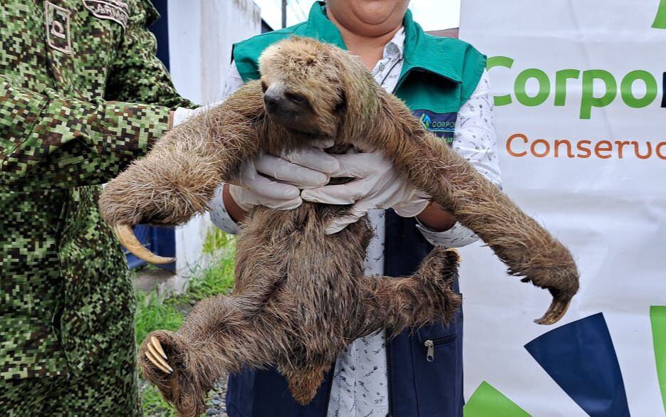 Oso perezoso rescatado en Nariño