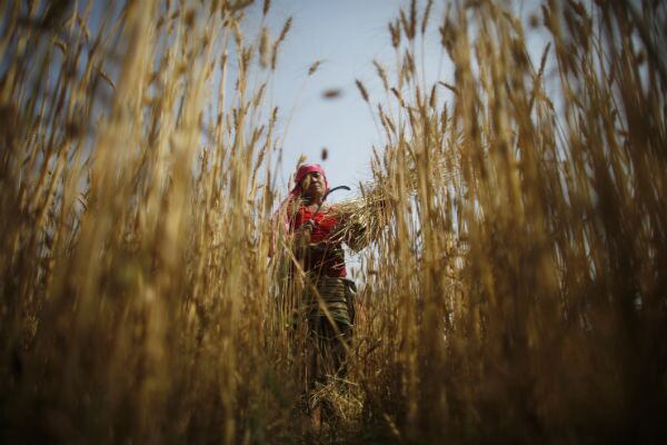 Por la escases de trigo proveniente de Ucrania, en África se podrían vivir consecuencias como una mayor hambre en la población.