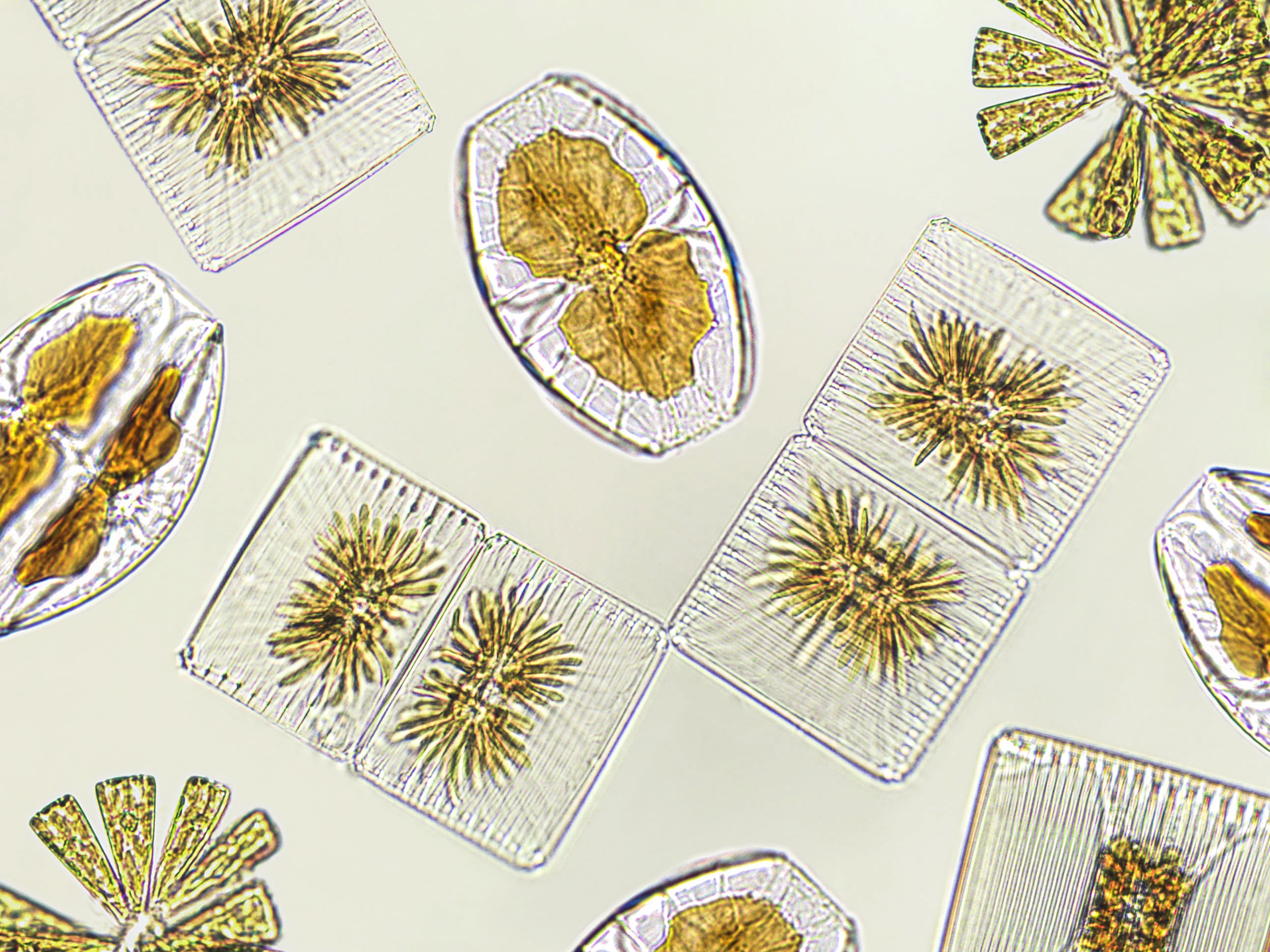 El ecosistema marino cambia de apariencia según las especies microscópicas presentes.