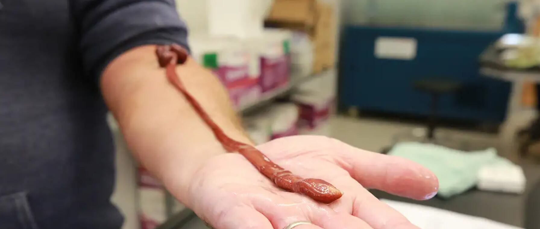 La colaboración entre un profesor y su exalumna permitió revelar la edad real de un animal que parecía común.