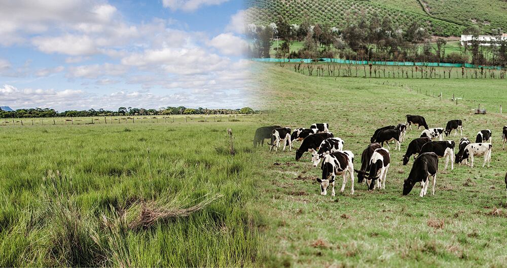 En el país hay 11,3 millones de hectáreas de suelos agrícolas, pero de ellas solo se aprovecha el 35 por ciento. 