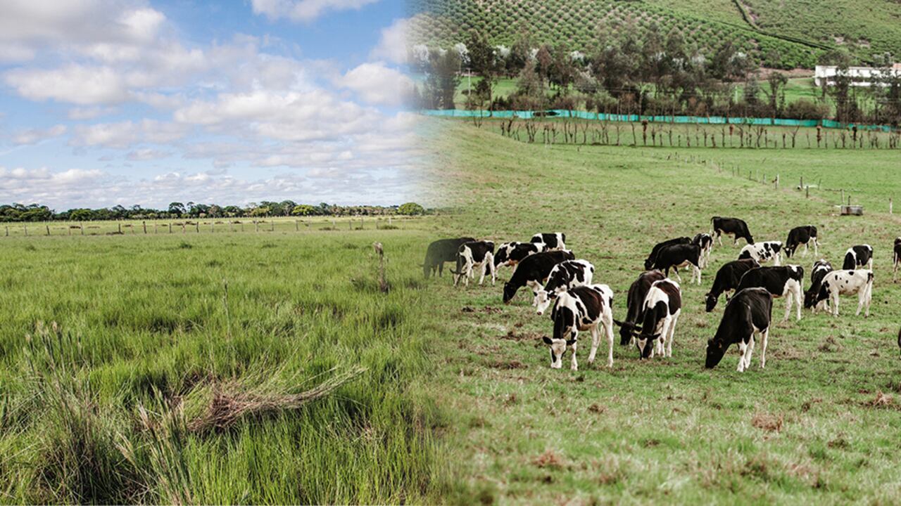 En el país hay 11,3 millones de hectáreas de suelos agrícolas, pero de ellas solo se aprovecha el 35 por ciento.