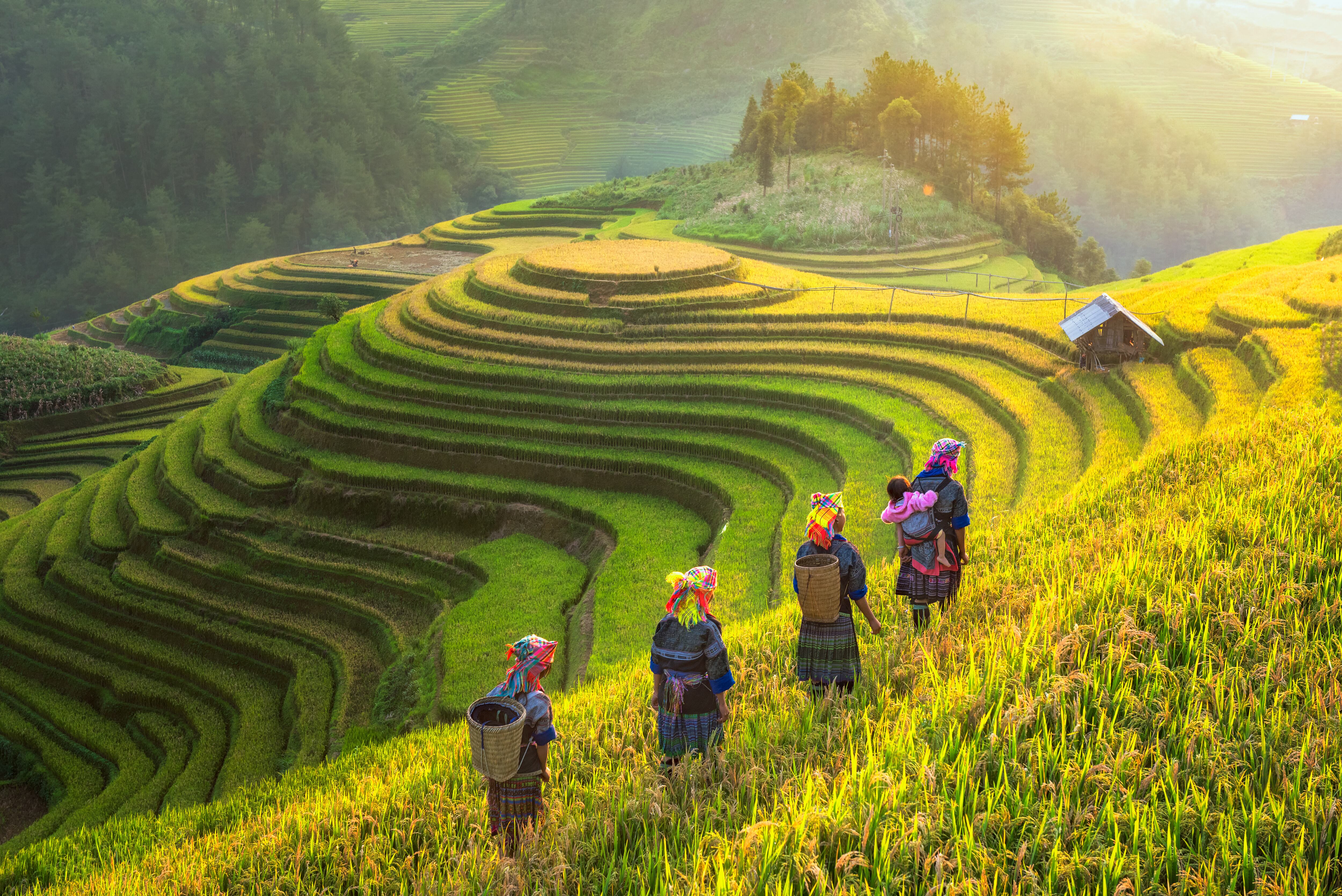 Terrazas de arroz en Sapa, Vietnam.