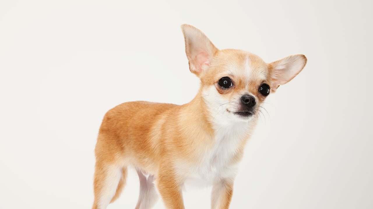 El chihuahua es uno de los perros más pequeños.