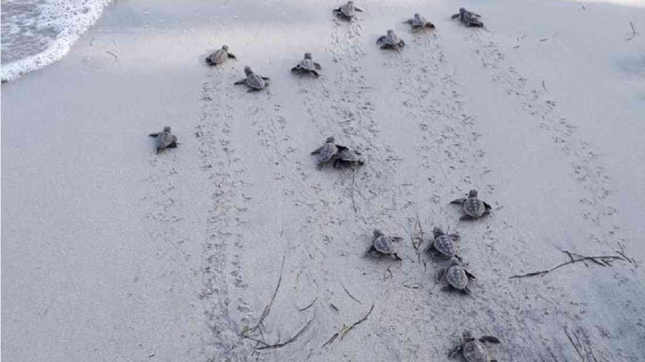 Las tortugas fueron dejadas en libertad en una zona segura de Providencia. Foto: Coralina.