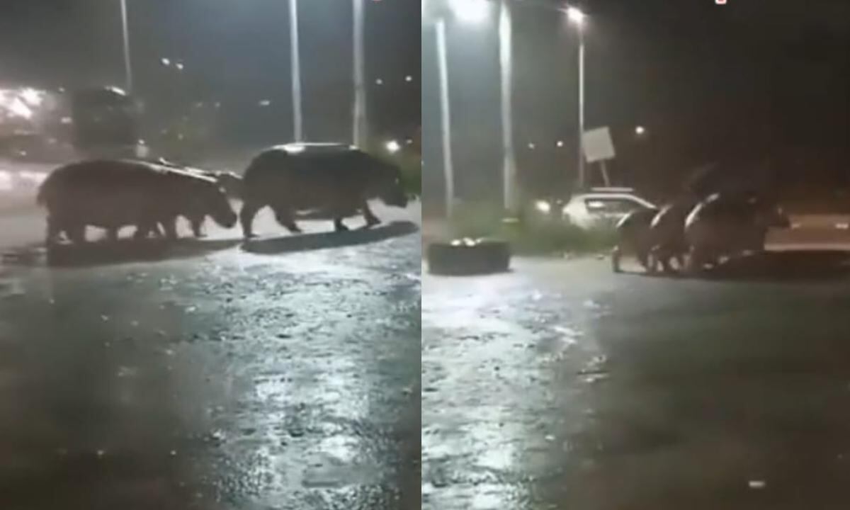 hipopotamos de pablo escobar