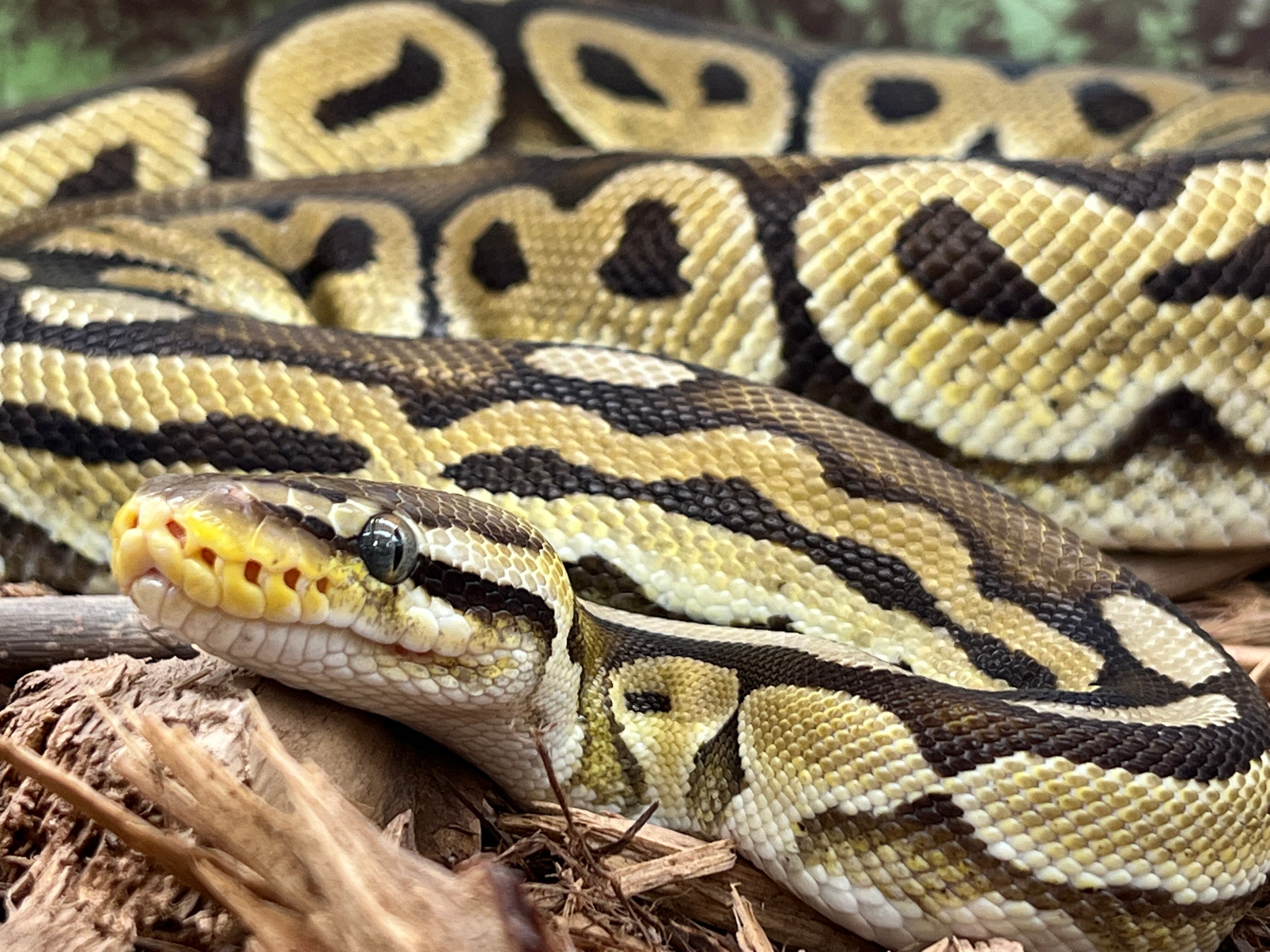 La serpiente aterrorizó al dueño y a sus vecinos