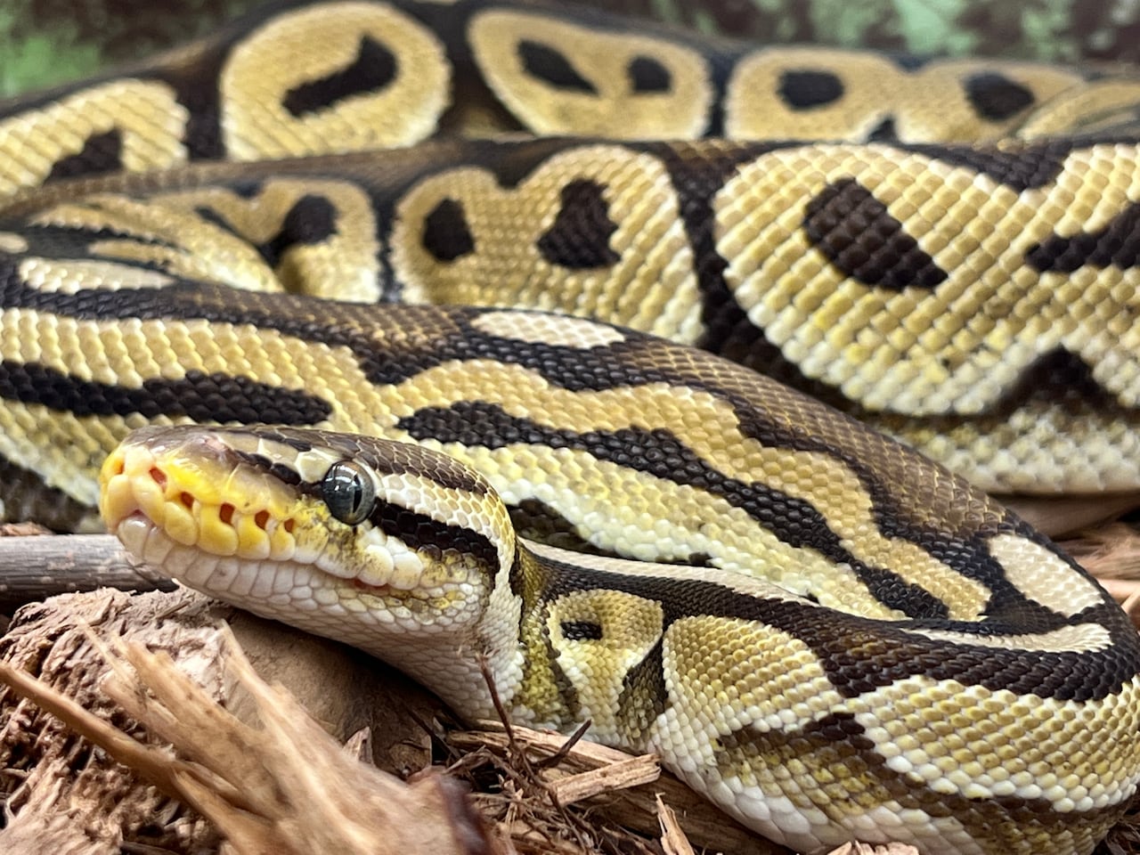 La serpiente aterrorizó al dueño y a sus vecinos