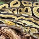 La serpiente aterrorizó al dueño y a sus vecinos