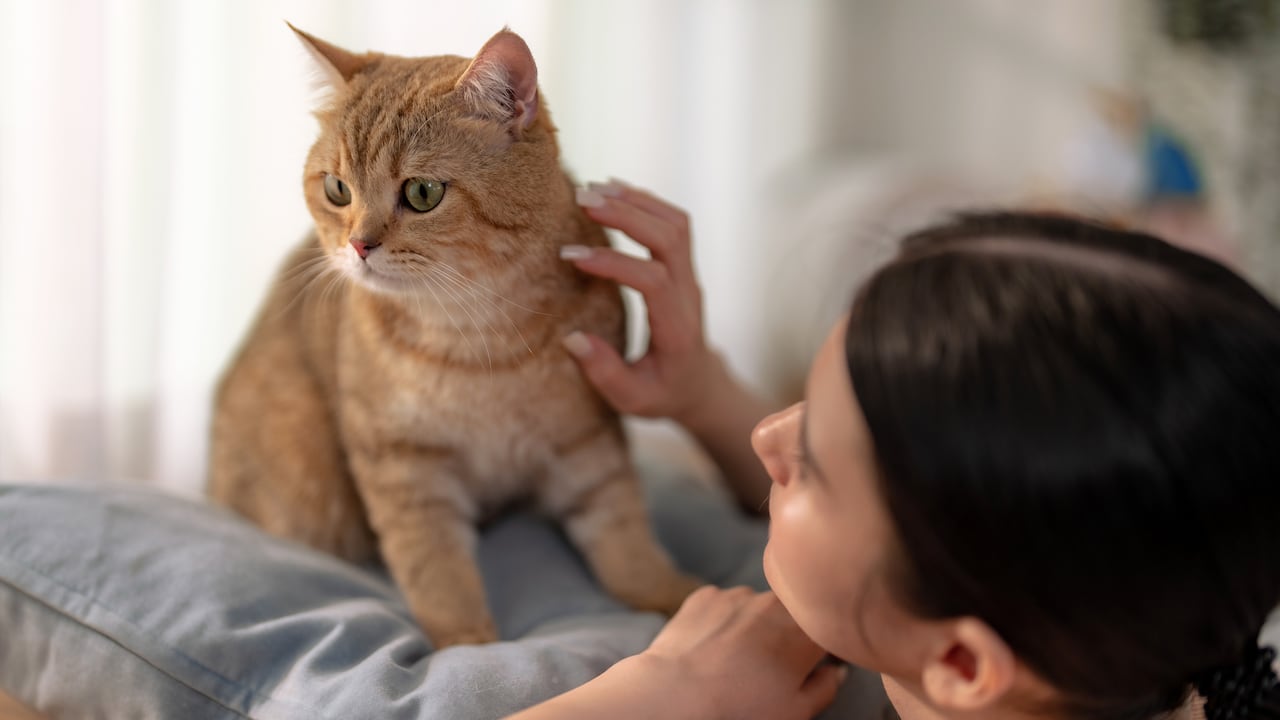 Muchas personas les hablan a sus gatos.