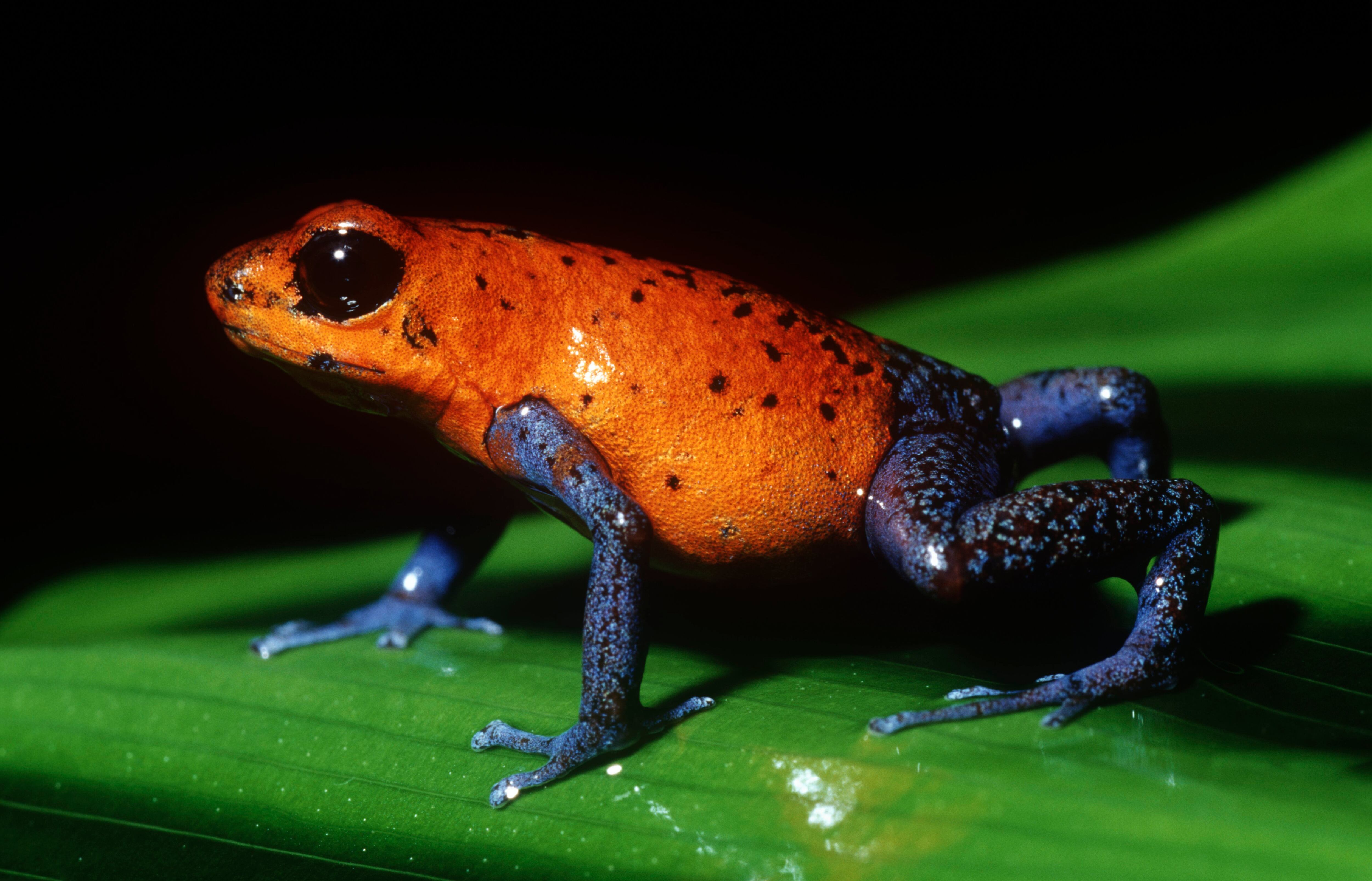 Rana Phyllobates terribilis.