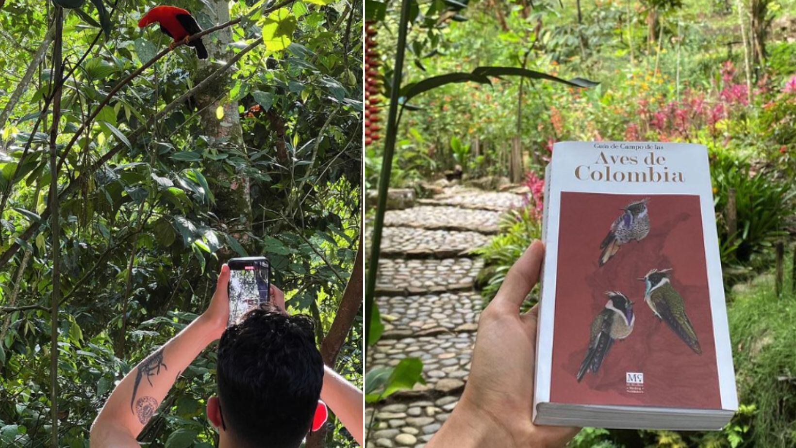 Descubra el mejor lugar para el avistamiento del Gallito de Roca, el ave del paraíso suramericano