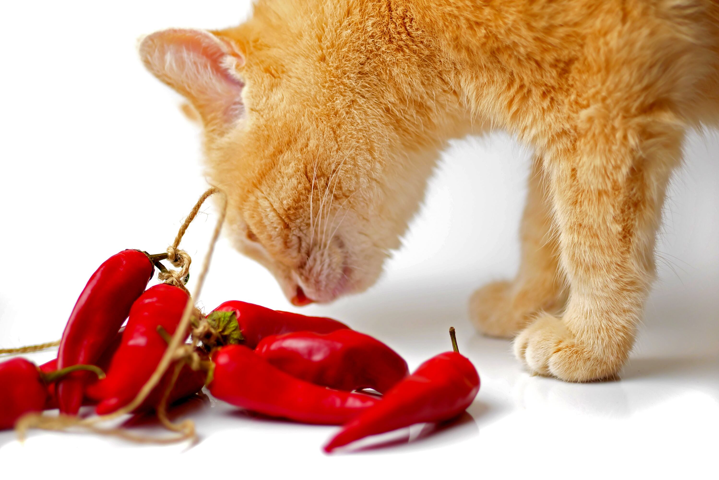 Los gatos detestan las comidas picantes.
