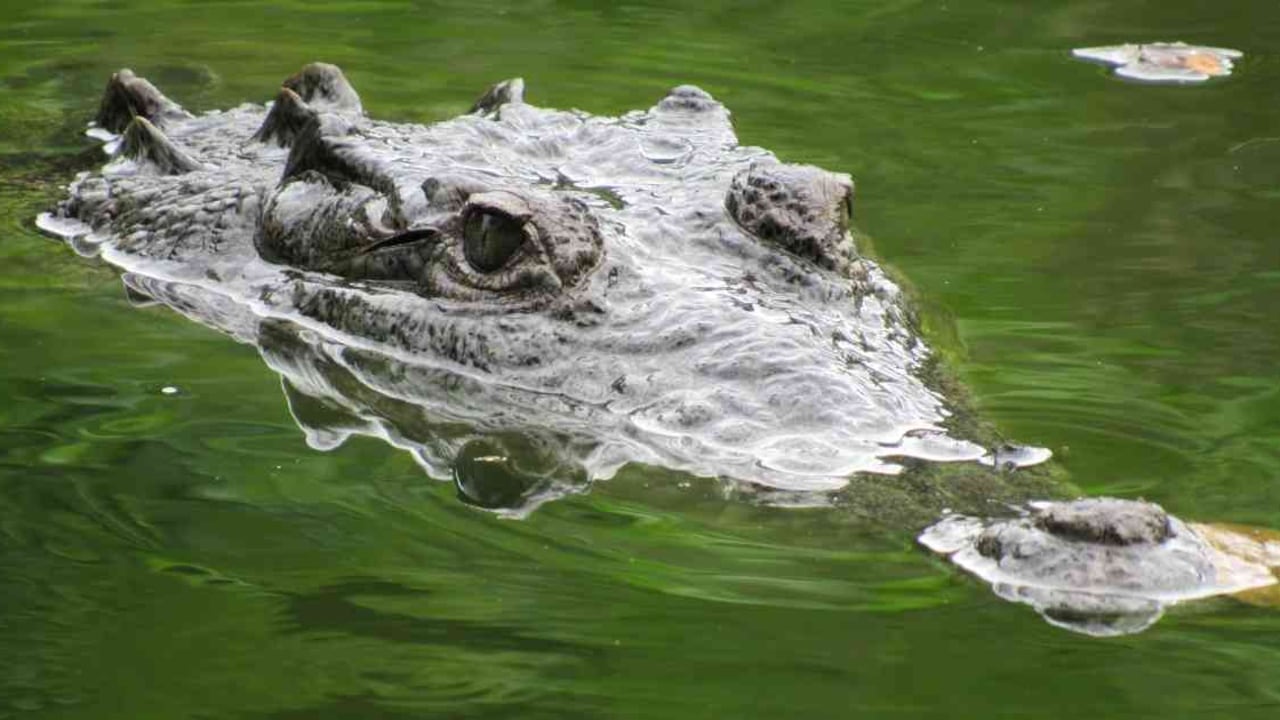 Este caimán aguja escapó de un zoocriadero en el Magdalena y nadó hasta San Andrés. Foto: Corpamag - Colombia.
