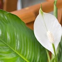 Flor, planta