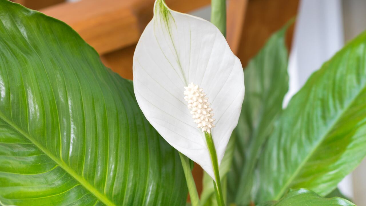 El lirio de la paz es recomendable tenerlo en casa.