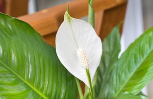 Flor, planta